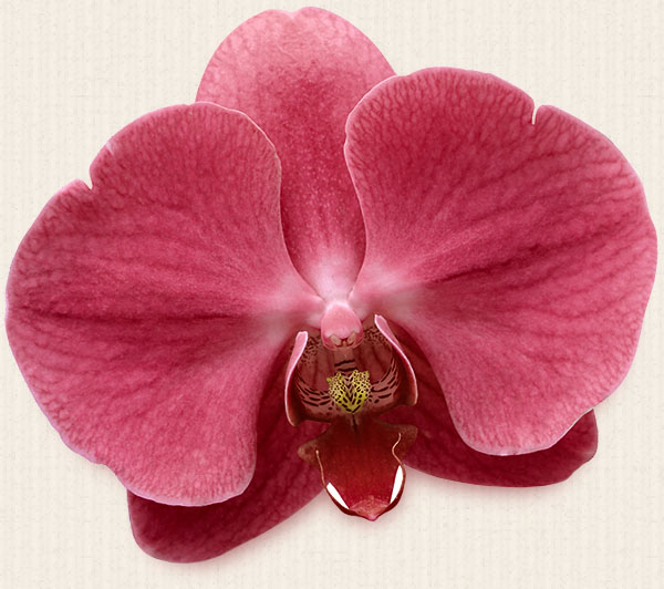 Orchid Right